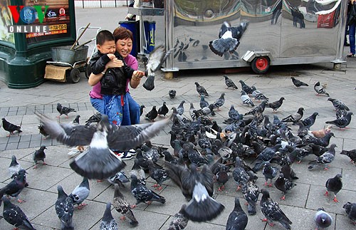 Mẹ và bé vui đùa với đàn chim bồ câu với ước vọng hòa bình luôn ngự trị trên trái đất